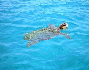 Loggerhead Turtles in Zante