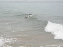 Surf Devil's Rock Surf Devil's Rock