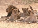 Lions in Etosha