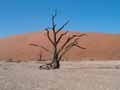 The awesome Dead Vlei