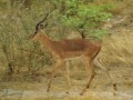 Black Faced Impala