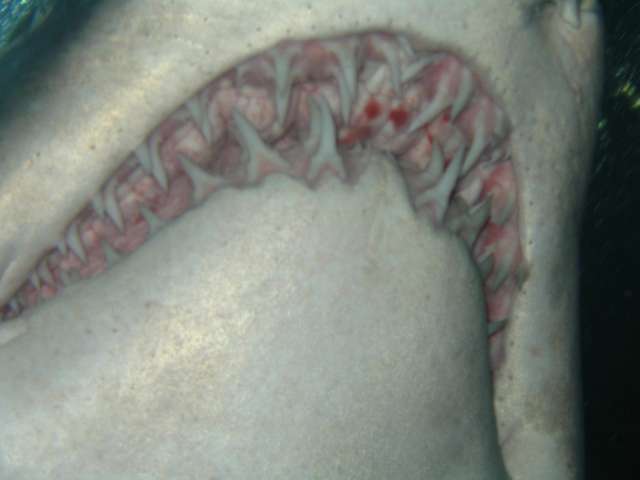 A close up - Teeth